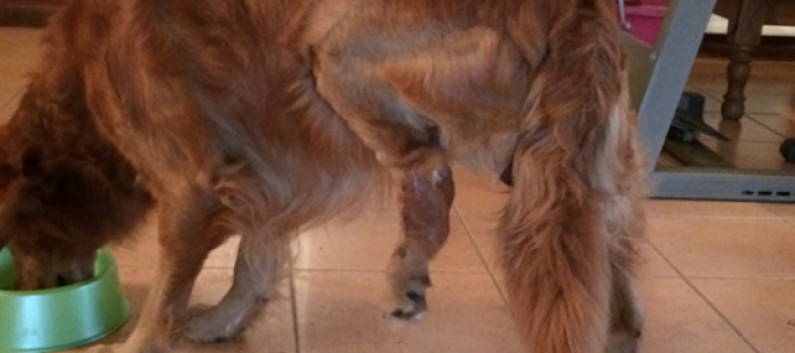 Reto Veterinario: Manejo del dolor