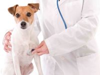 Sonidos respiratorios en perros y gatos