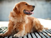 Reto Veterinario: Golden Retriever