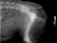 Reto Veterinario: Radiología