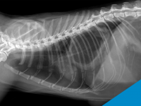 Reto Veterinario: Radiografía en felino