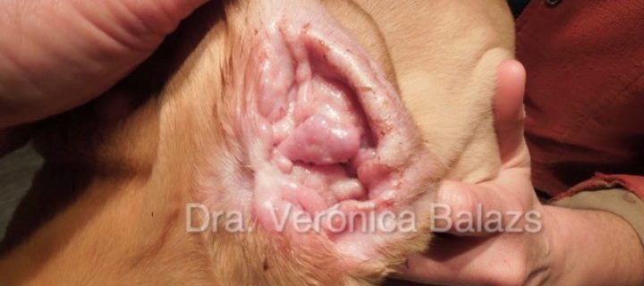 Reto Veterinario: Dermatológico