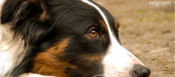 Reto Veterinario: Border Collie con letargo y baja de apetito