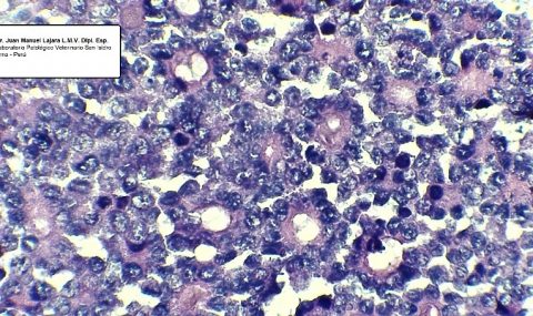COLANGIOCARCINOMA: REPORTE DE CASO CLÍNICO EN HEMBRA CANINA MESTIZA