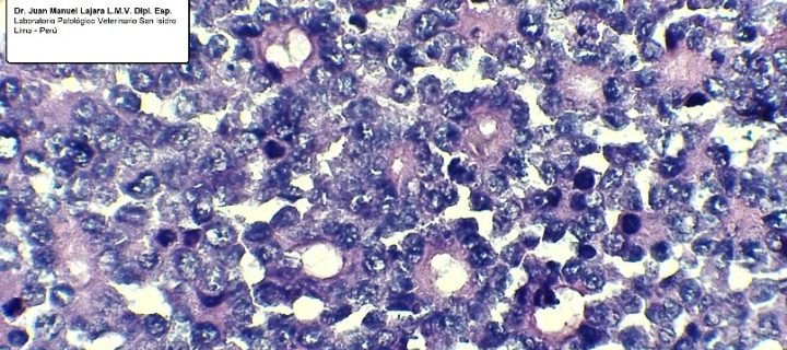 COLANGIOCARCINOMA: REPORTE DE CASO CLÍNICO EN HEMBRA CANINA MESTIZA