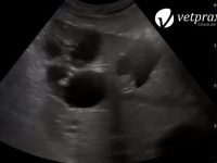 Reto Veterinario: Exploración abdominal de rutina