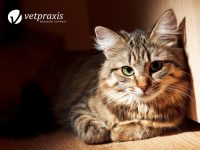Reto Veterinario: Diagnostiquemos a esta gatita con sed