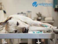 Reto Veterinario: Desafió Quirúrgico