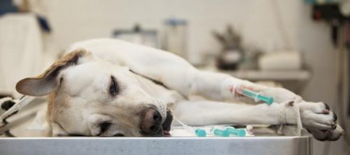 Reto Veterinario: Desafió Quirúrgico