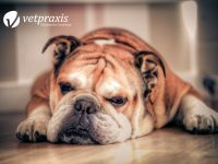 Reto Veterinario: Bulldog inglés con lesiones pustulares