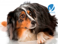 Reto Veterinario: Hembra canina con molestia a la marcha.