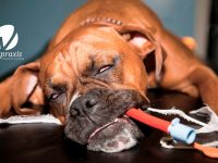 Reto Veterinario: Anestesia en sala de operaciones