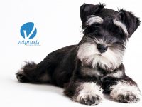Reto Veterinario: Schnauzer con vómitos