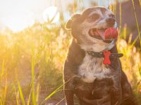 Reto Veterinario: Perro mestizo con grado moderado de obesidad