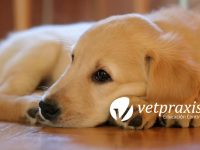 Reto Veterinario: Paciente canino con masa de 4 cm en lomo cervical