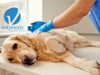 Reto Veterinario: Parada cardio-respiratoria