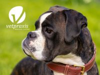 Reto Veterinario: Informe de Electrocardiograma