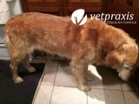 Reto Veterinario:  Dolor en la columna vertebral