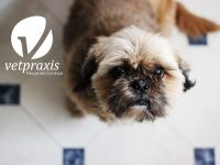 Reto Veterinario: Ojo fuera de la cavidad ocular