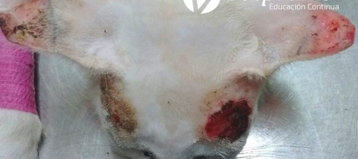 Reto Veterinario: Felino con lesiones cutáneas ulceradas
