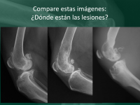 Reto Veterinario: ¿Dónde están las lesiones?
