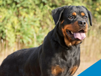 Reto Veterinario: Rottweiler en consulta