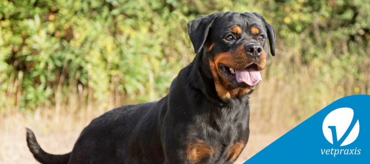 Reto Veterinario: Rottweiler en consulta