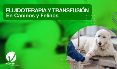 Fluidoterapia y Transfusión en caninos y felinos