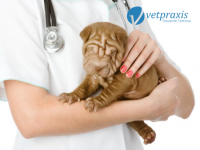 Reto Veterinario: Punción con Aguja Fina