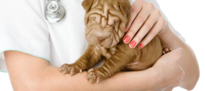 Reto Veterinario: Punción con Aguja Fina