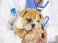 Reto Veterinario: Urgencia parada cardio-respiratoria