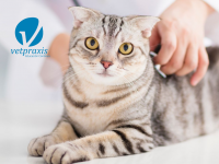 Reto Veterinario: Extendido de sangre periférica