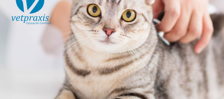 Reto Veterinario: Extendido de sangre periférica