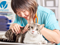 Reto Veterinario: Gato en urgencias