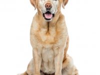 Reto Veterinario: ¿Qué sucede con Honda?