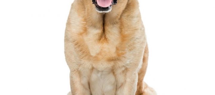 Reto Veterinario: ¿Qué sucede con Honda?
