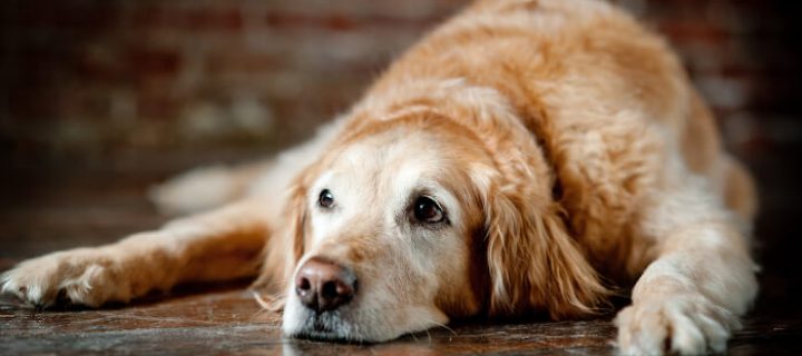 Reto Veterinario: Paciente con dolor en las articulaciones