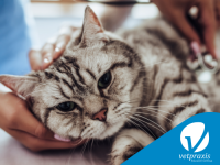 Reto Veterinario: ¿Qué síndrome tiene este felino?