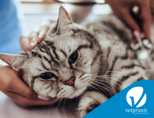 Reto Veterinario: ¿Qué síndrome tiene este felino?
