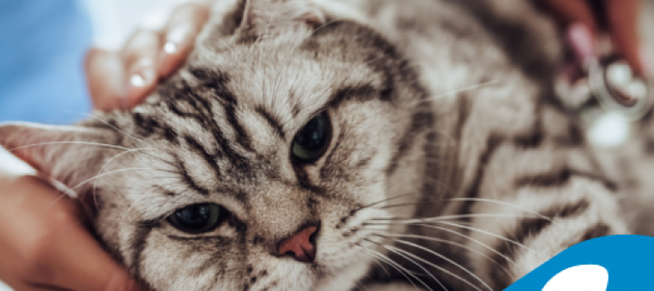 Reto Veterinario: ¿Qué síndrome tiene este felino?